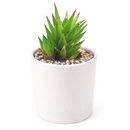 buy haworthia rubrobrunnea  2 inch online rare succulent, unique haworthia rubrobrunnea textured foliage plant, low light indoor succulent for apartment living