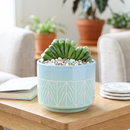 Haworthia truncata 'Jolly Green Giant'