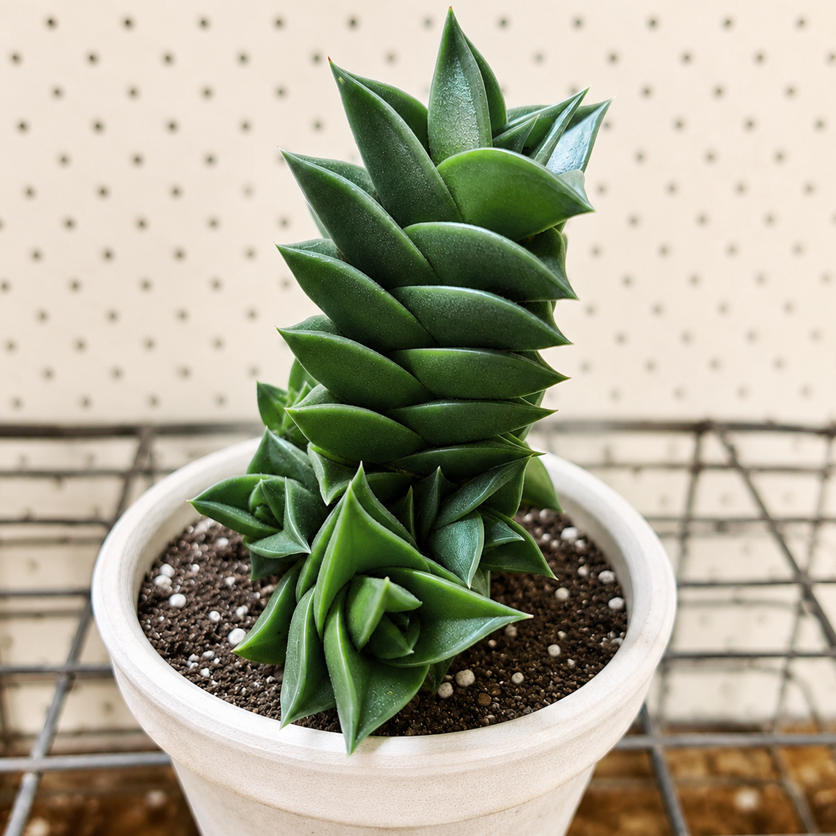 Haworthia viscosa 2 inch for sale, compact columnar succulent, dark green geometric succulent, ornamental miniature succulent plant, drought tolerant succulent houseplant, low maintenance indoor succulent, decorative potted haworthia