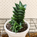 2" Haworthia viscosa for sale. With its compact upright growth and textured dark green leaves, this Haworthia adds structure and visual interest to any plant collection. It requires minimal care and grows best in a bright location with a well-draining cactus mix. Perfect for windowsills, shelves, or small decorative planters.