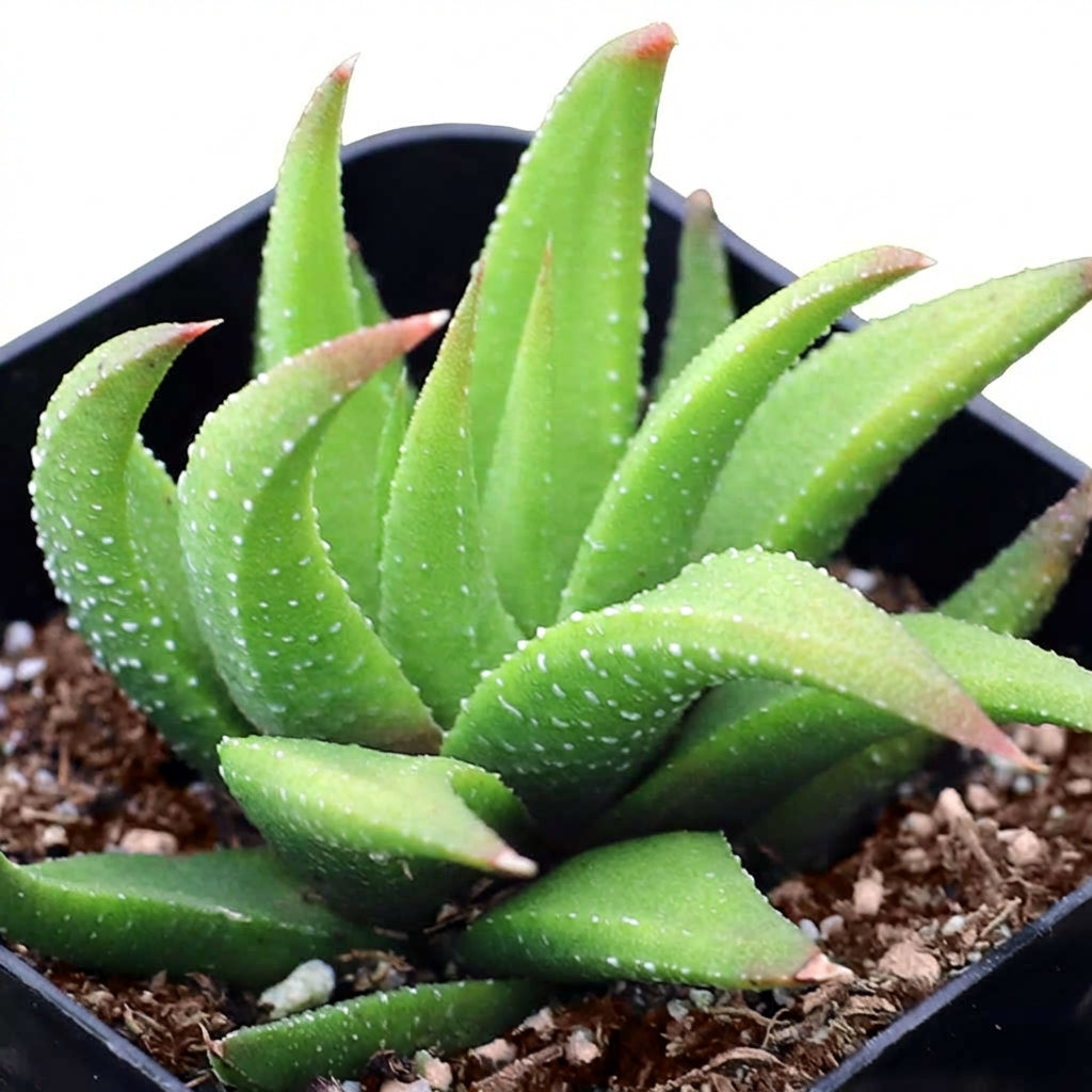 2 inch Haworthia attenuata var. glabrata, green succulents, indoor succulents, succulent care guide, buy succulents online