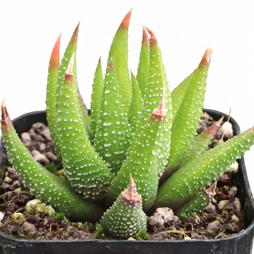 Buy Haworthia attenuata var. glabrata
a succulent live plant online, Haworthia attenuata var. glabrata
slow growing compact succulent plant, Haworthia Savanna bright indirect light houseplant, easy care Haworthia attenuata var. glabrata
 succulent for beginners