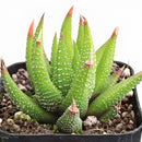 2 inch Haworthia attenuata var. glabrata, green succulents, indoor succulents, succulent care guide, buy succulents online