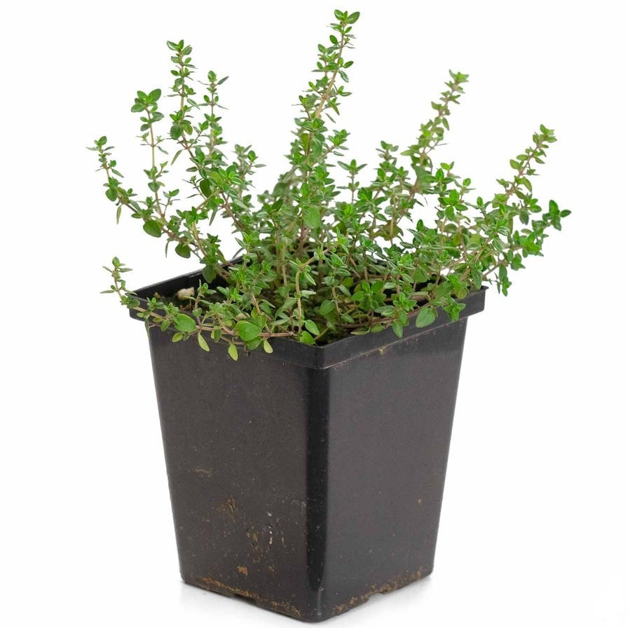 Thyme English in 4 in grower pot, best place to buy herb plants near me, buy herbal plants online, herb plants for sale