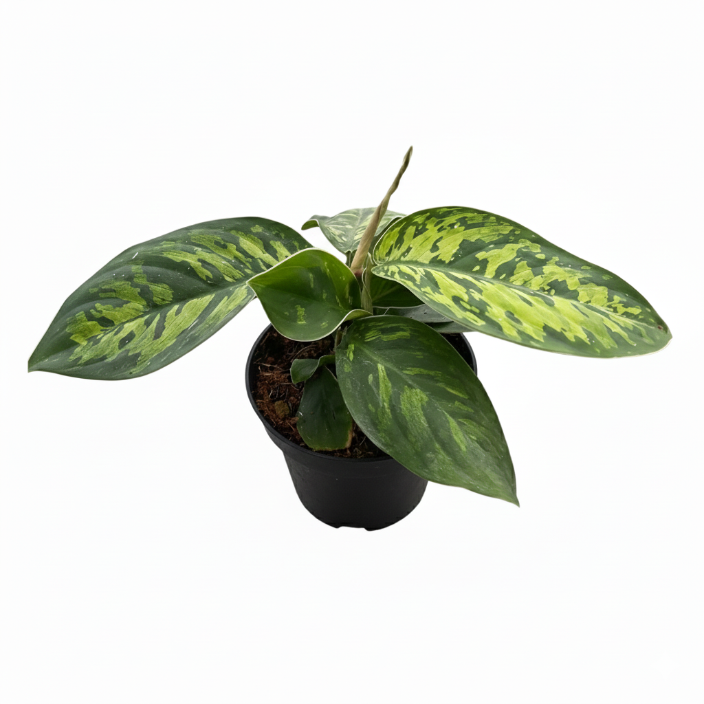 4 inch Homalomena &#39;Camouflage&#39;, unique houseplants for sale, rare live indoor plants, buy houseplants online