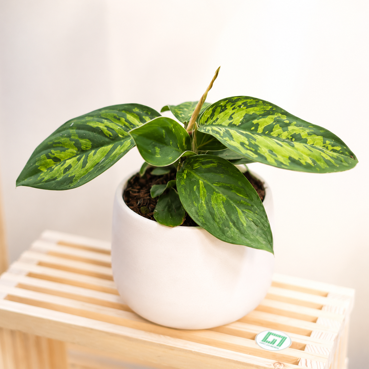 Buy Homalomena 'Camouflage' 4 inch online. Homalomena 'Camouflage' is a unique tropical houseplant admired for its lush green leaves with beautiful camouflage-like variegation. It grows well in bright, indirect light and prefers evenly moist, well-draining soil with moderate humidity. This easy-care plant is an excellent choice for adding rich foliage and tropical charm to homes, offices, and indoor plant collections.