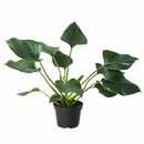 Shade-loving plant, Easy-care houseplant, Air-purifying plant, Decorative office plant, buy indoor plants online