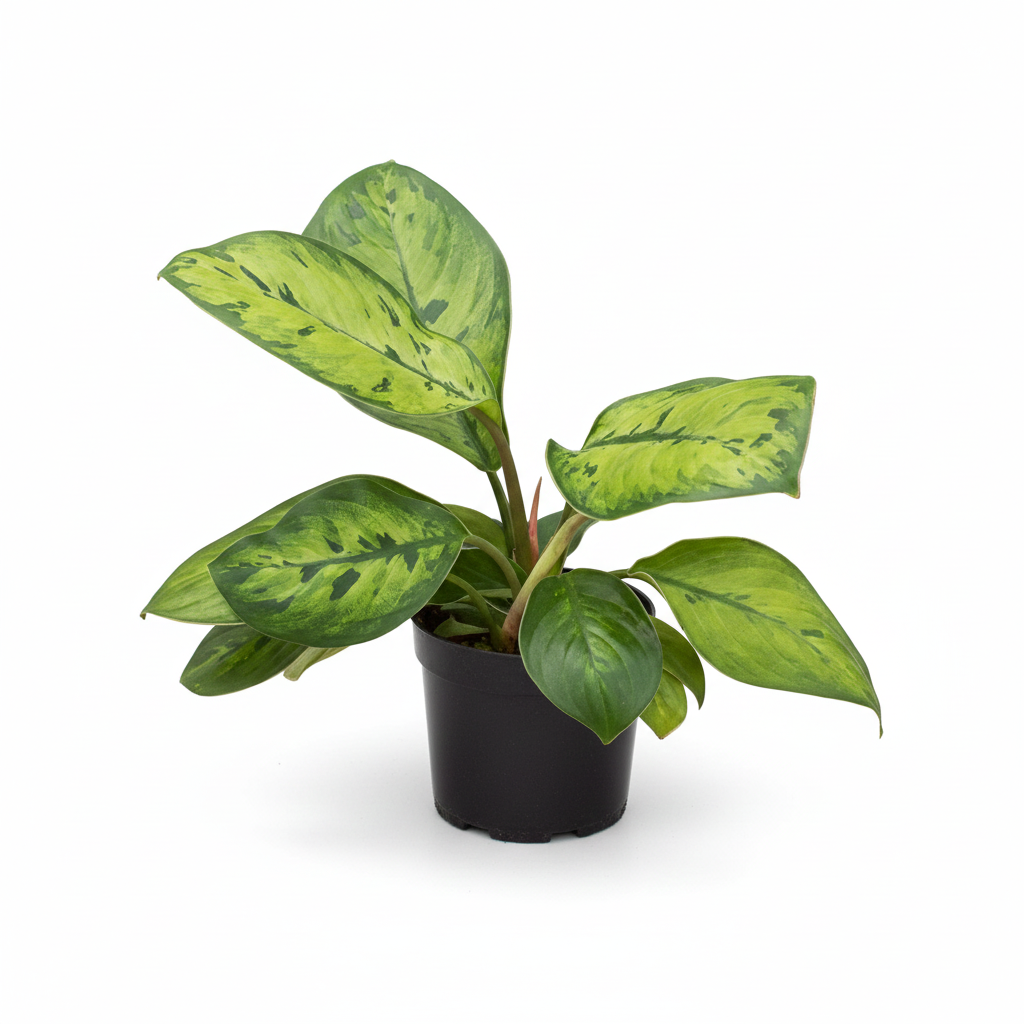 Homalomena Selby live plant in 4 inch grower pot, Low light variegated houseplant, Queen of Hearts plant for Valentine's Gift Ideas, Rare aroids for beginners