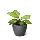 Queen of Hearts plant, Homalomena Selby Rare Mottled Foliage Plant for sale, Easy to care plant for home or office