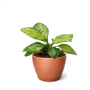 Queen of Hearts plant, Homalomena Selby Rare Mottled Foliage Plant for sale, Easy to care plant for home or office