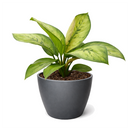 Queen of Hearts plant, Homalomena Selby Rare Mottled Foliage Plant for sale, Easy to care plant for home or office