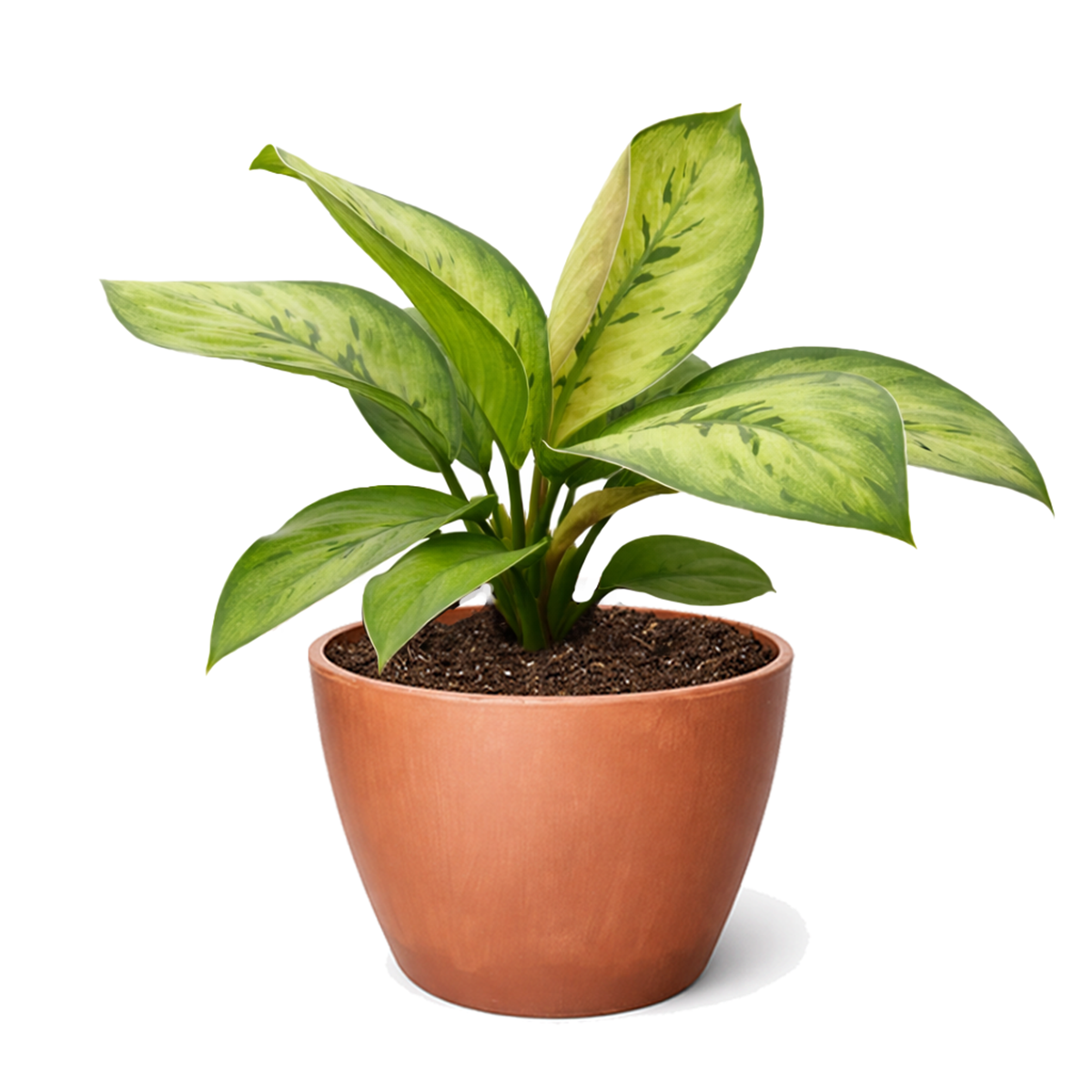 Queen of Hearts plant, Homalomena Selby Rare Mottled Foliage Plant for sale, Easy to care plant for home or office