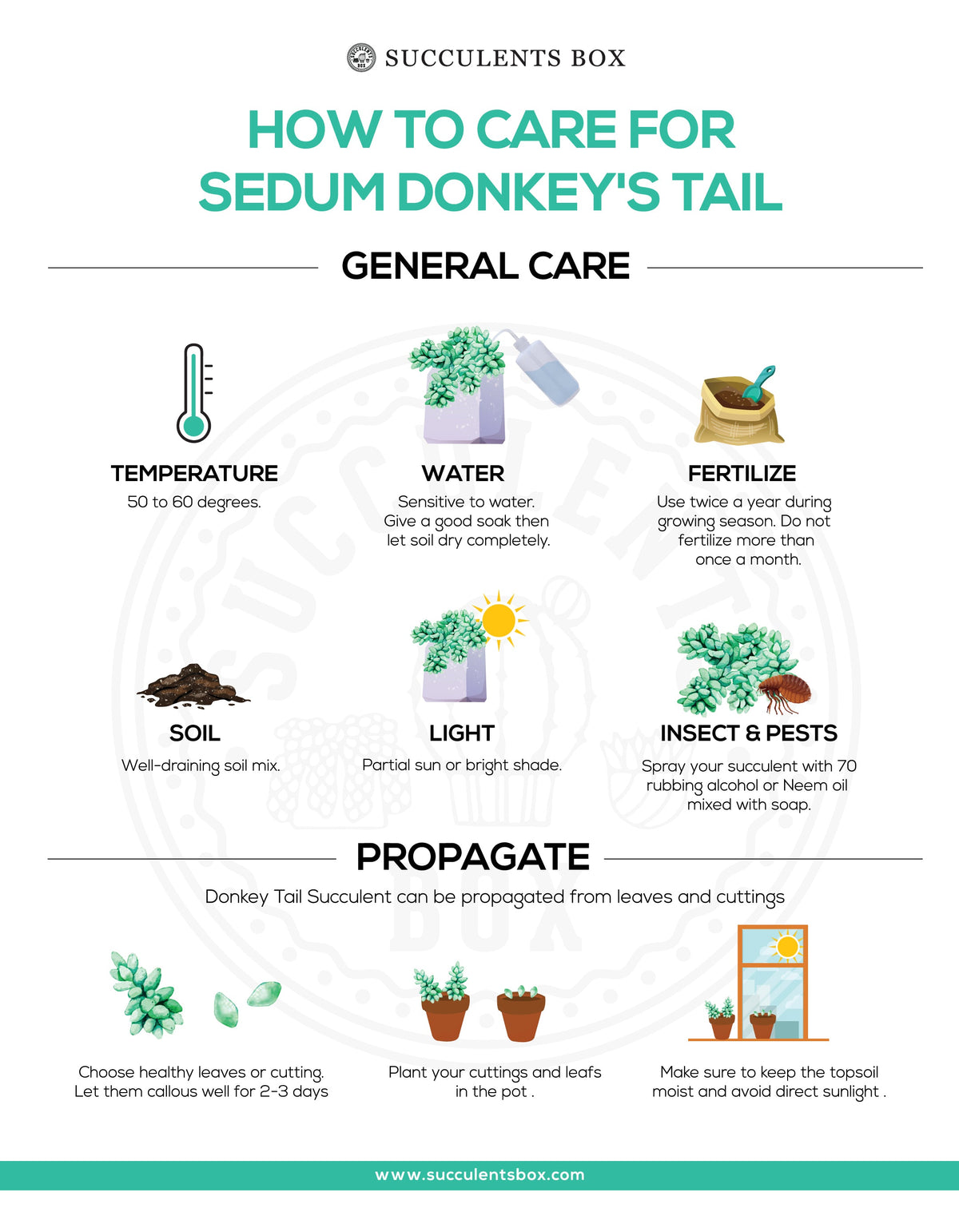 sedum donkey's tail, sedum burrito, succulents garden, how to grow succulents, monthly succulents, cactus, Succulents, succulent care guide, succulents store in CA, indoor succulents, sedum donkey's tail in California, How to grow sedum donkey's tail, Indoor Succulents