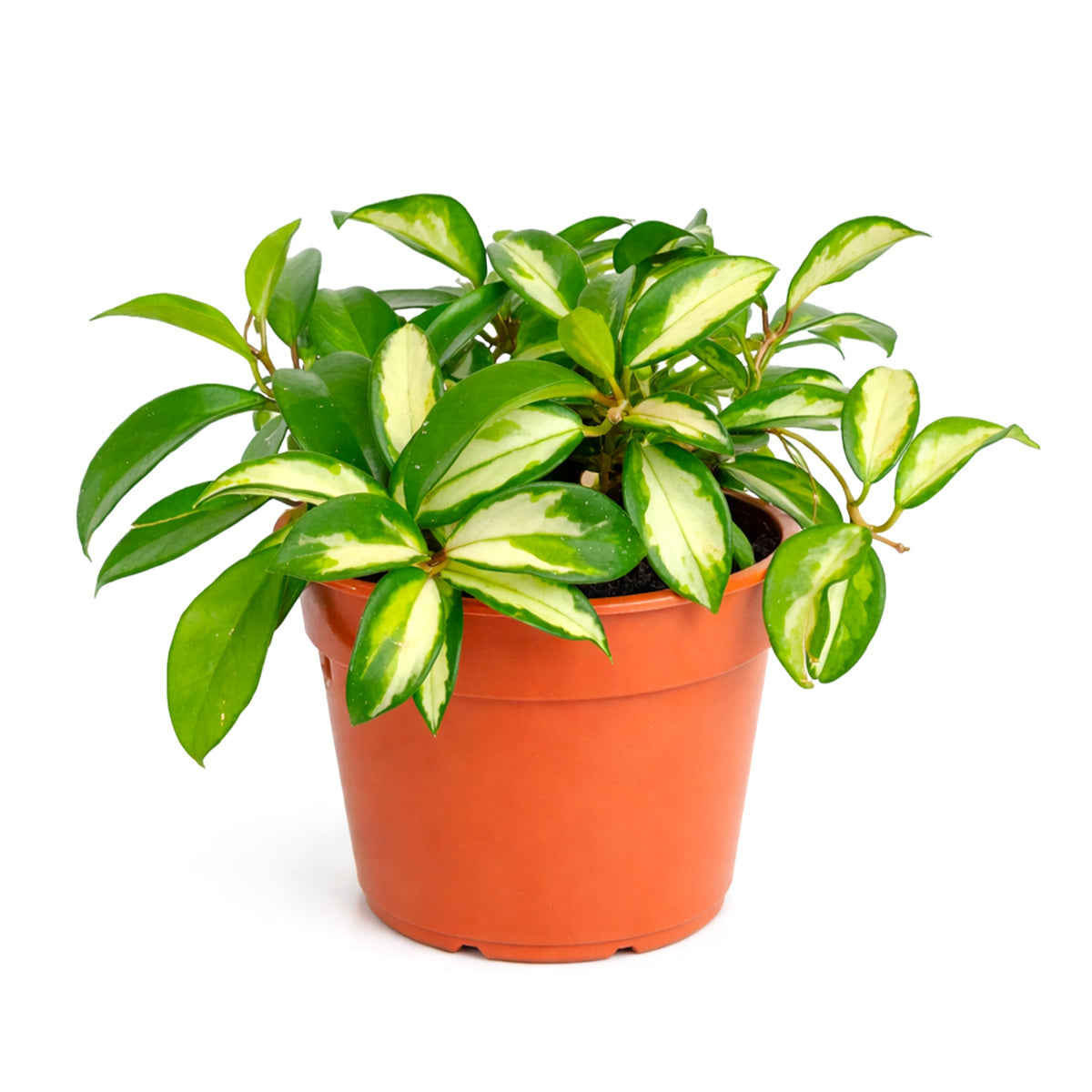 hoya tricolor care, hoya krimson princess care, hoya tricolor plant, hoya krimson princess for sale, hoya krimson princess near me