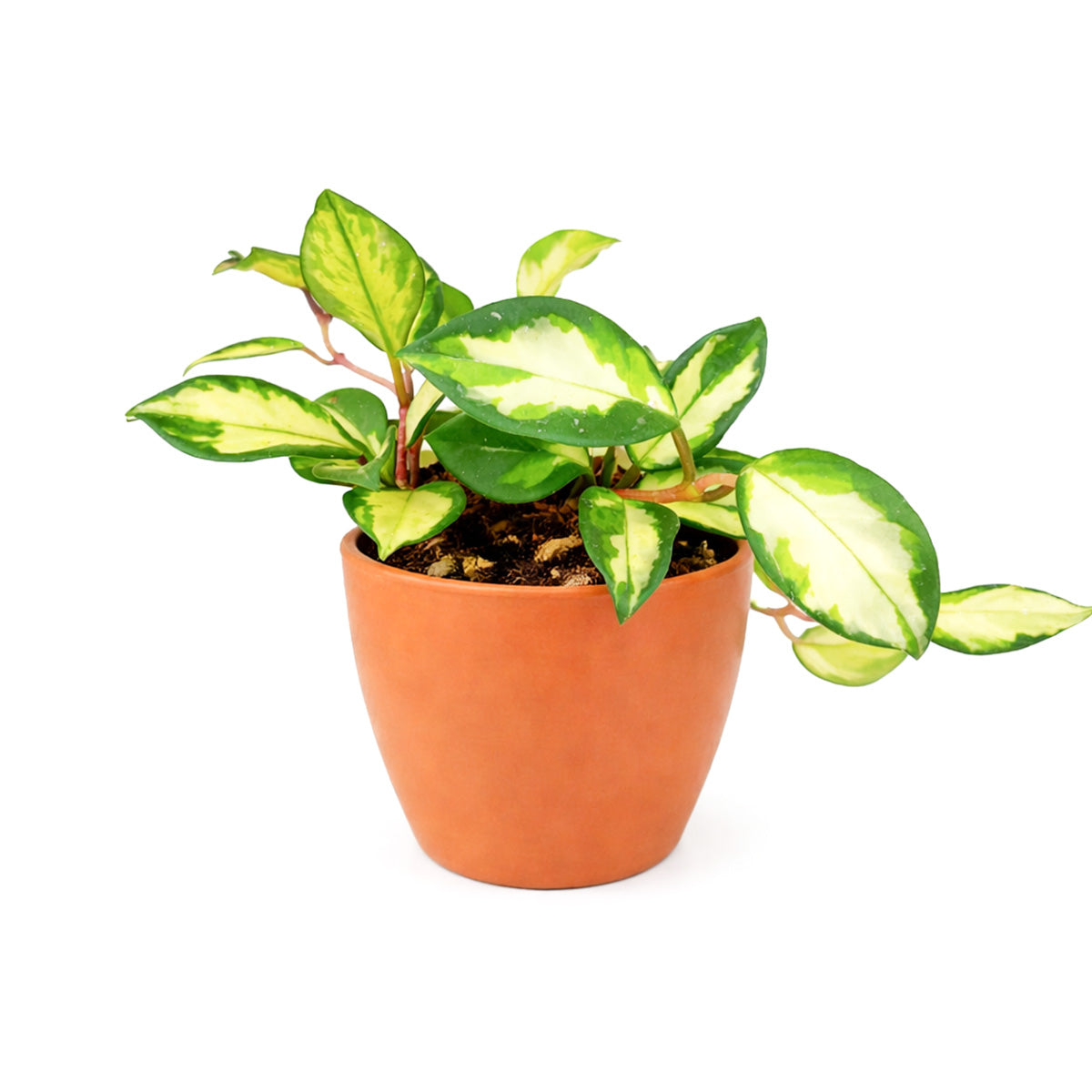 hoya tricolor care, hoya krimson princess care, hoya tricolor plant, hoya krimson princess for sale, hoya krimson princess near me