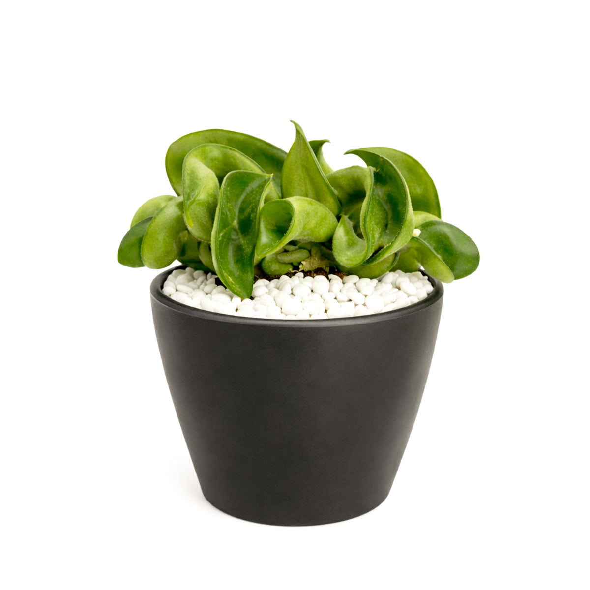 Hoya Rope Plant, Hindu Rope Plant, Krinkle Kurl plants  trailing houseplants for sale