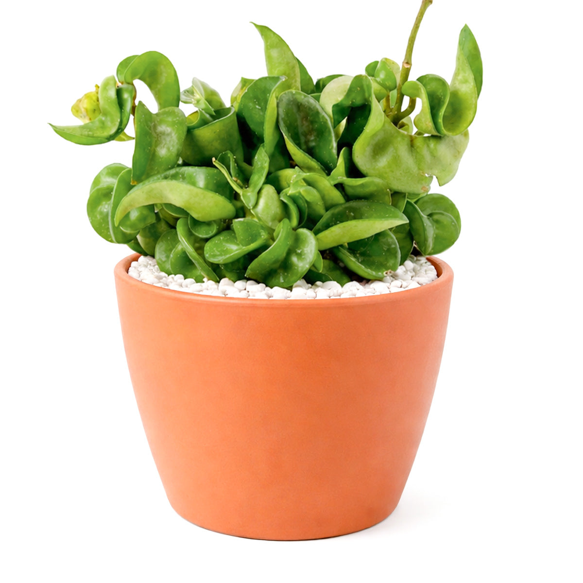 rope succulent plant Hoya Rope Plant - Hindu Rope Plant