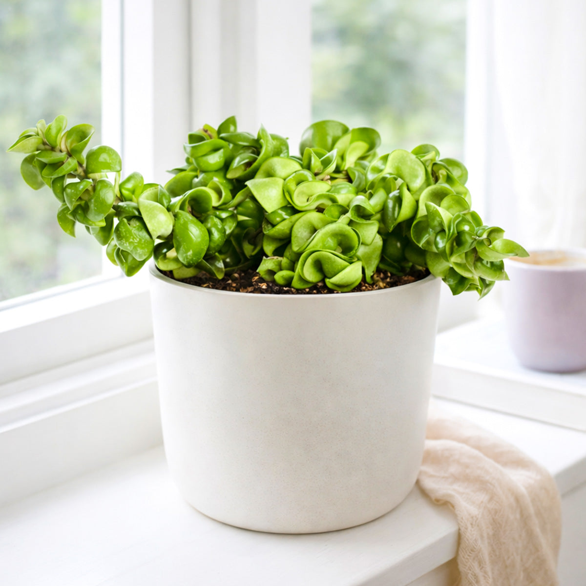 Hoya Rope Plant, Hindu Rope Plant, Krinkle Kurl plants, 4 inch houseplants, trailing houseplants for sale