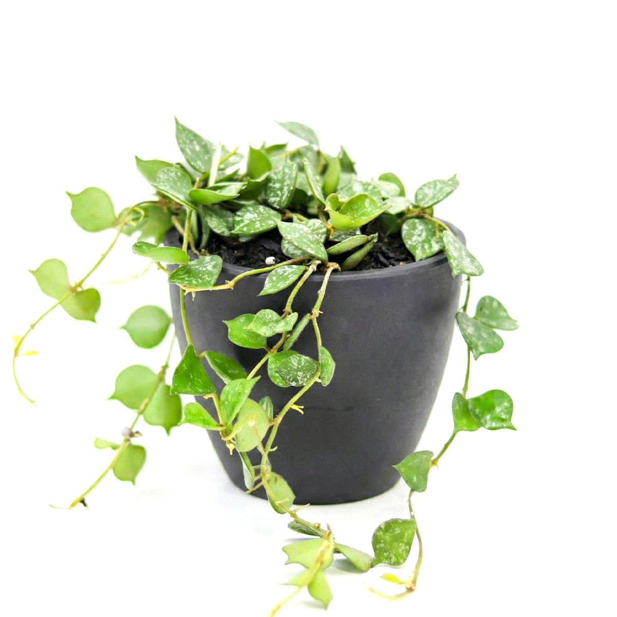 Hoya Curtisii, trailing houseplants, indoor plants for sale, unique 4in houseplants