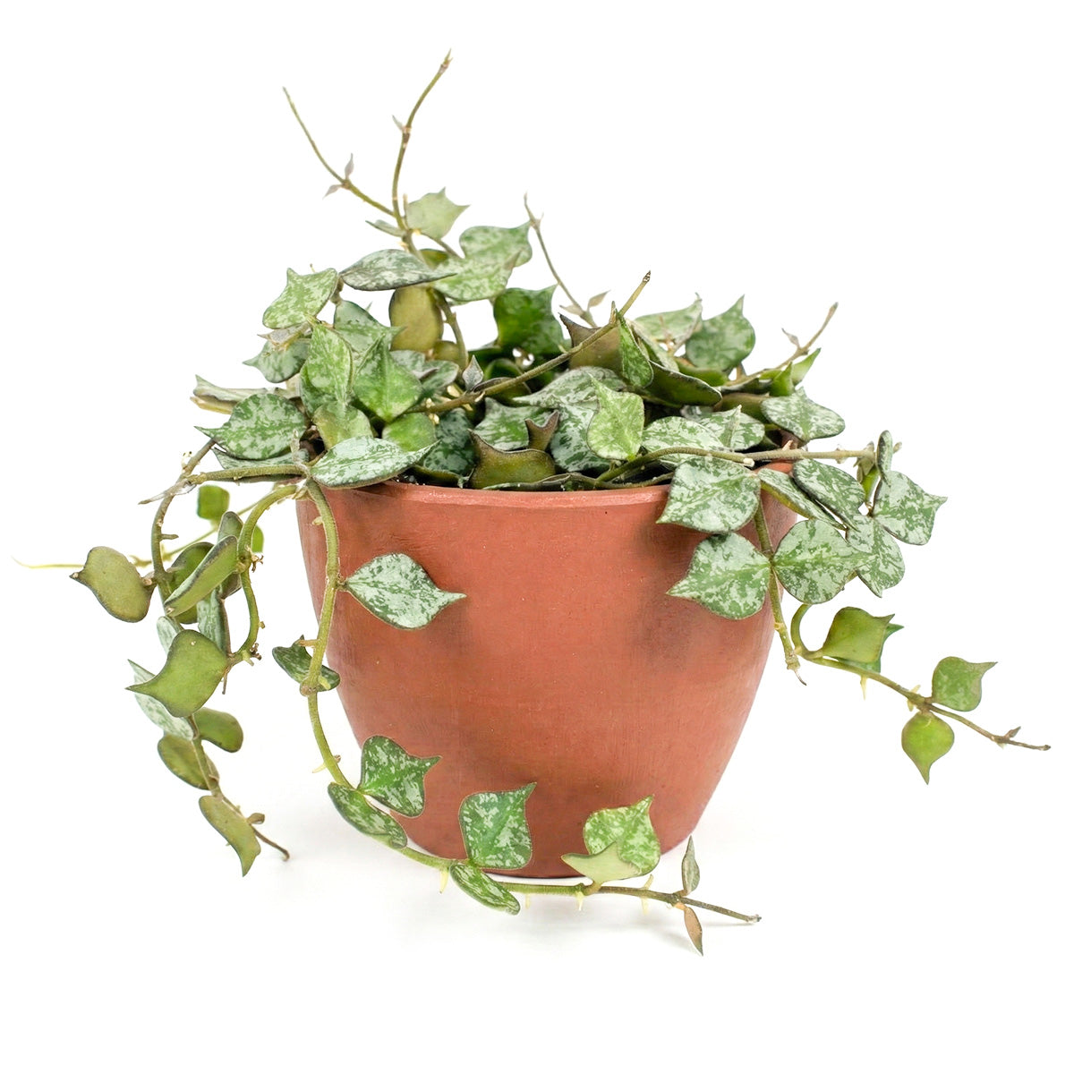 Hoya Curtisii, trailing houseplants, indoor plants for sale, unique 4in houseplants