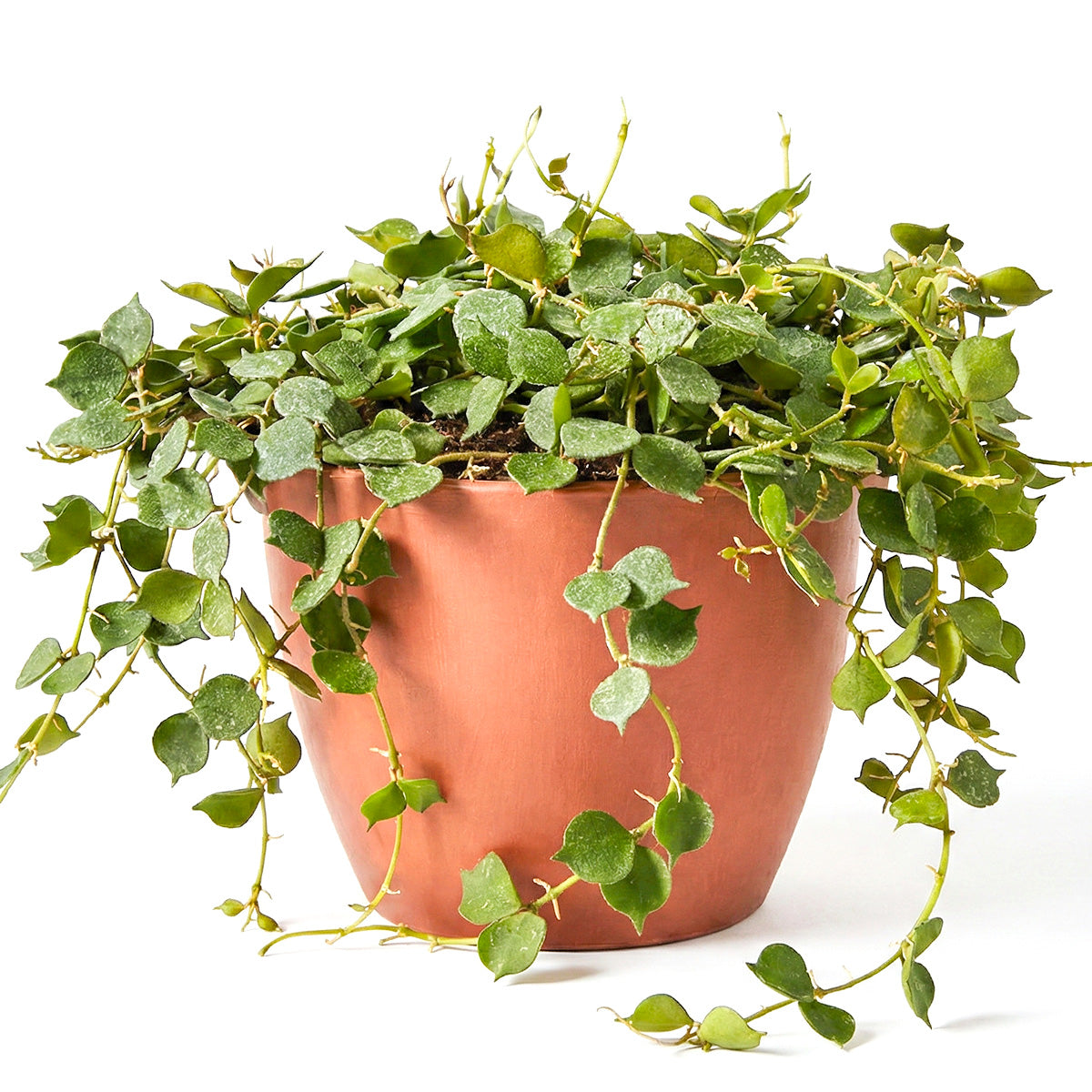 Hoya Curtisii, trailing houseplants, indoor plants for sale, unique 4in houseplants