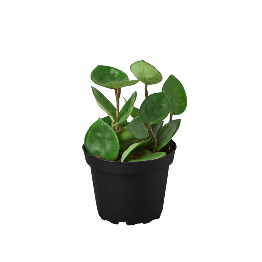 4 inch Hoya Carnosa 'Chelsea' in black plastic pot, buy Hoya Carnosa 'Chelsea' online, hoya live plants for sale