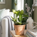 Buy Hoya 'Australis' live plant online, live wax plant indoor tropical vine, live trailing plant tropical indoor hoya, live plant beginner friendly indoor plant, live potted plant rare hoya collector plant