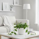 Hoya parasitica Black Margin 6 inch grower pot for sale online, easy-care vining plant is perfect for hanging baskets, Rare Dark-Edged Wax Plant for Home Decoration