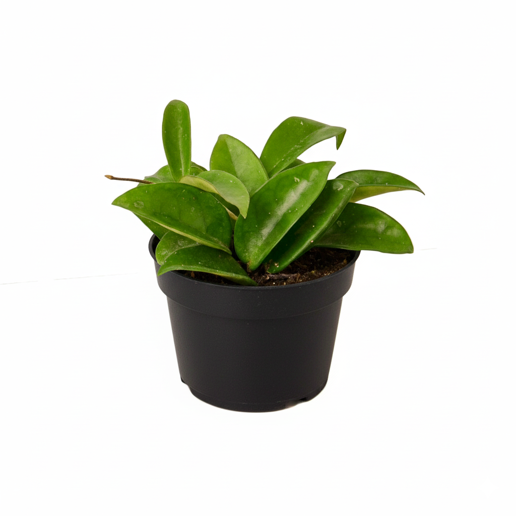 Hoya Carnosa live house plant for sale, Hoya Carnosa hanging plant easy care indoor vine, Hoya carnosa bright indirect light indoor plant, drought tolerant wax plant Hoya carnosa houseplant
