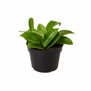 Buy Hoya Carnosa live plant online, Hoya carnosa wax plant with thick green leaves close up, Hoya carnosa hanging plant easy care indoor vine, Hoya carnosa classic wax plant for collectors