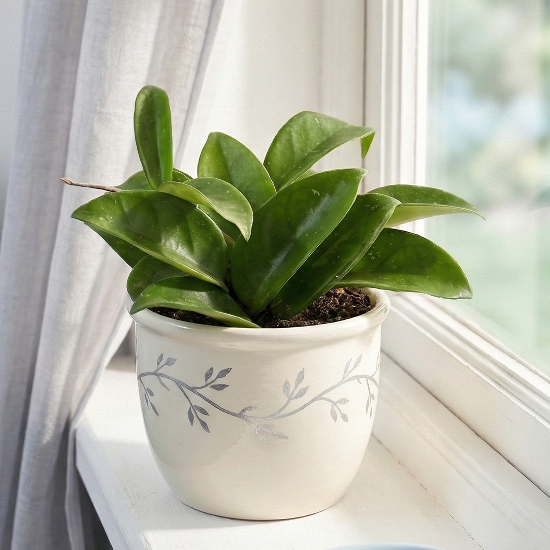 Hoya Carnosa live plant for sale, Hoya carnosa bright indirect light indoor plant, indoor vine plant Hoya carnosa aesthetic home decor, indoor Hoya carnosa plant in decorative pot bright room