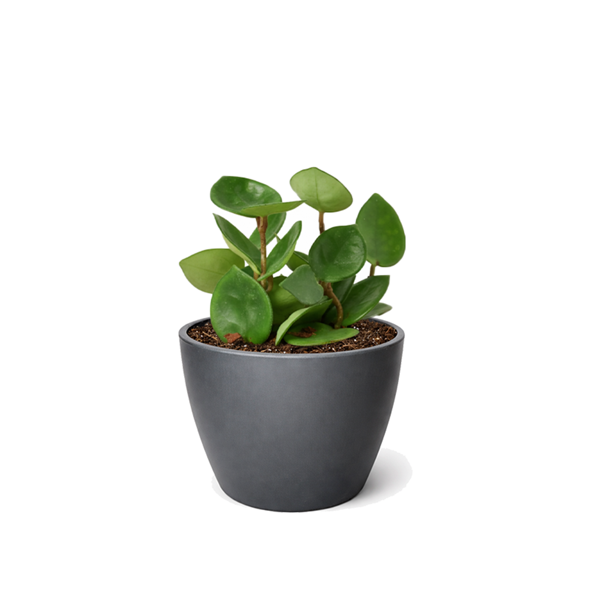 4 inch Hoya Carnosa 'Chelsea' in black plastic pot, buy Hoya Carnosa 'Chelsea' online, hoya live plants for sale