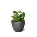 6 inch Hoya Carnosa 'Chelsea' in black plastic pot, buy Hoya Carnosa 'Chelsea' online, hoya live plants for sale