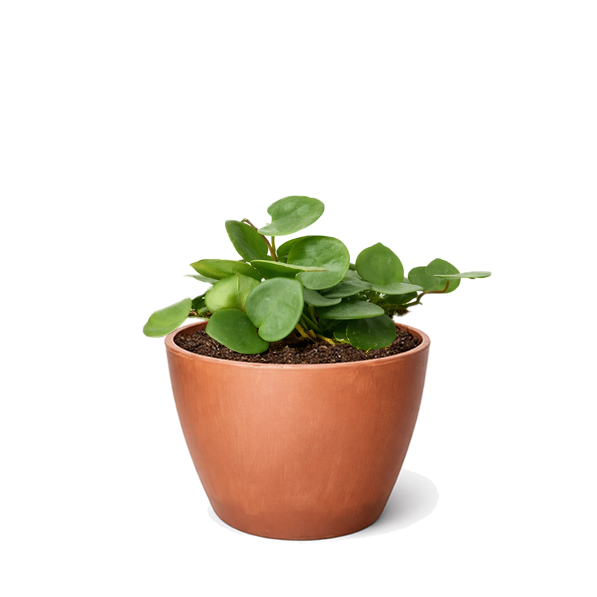 4 inch Hoya Carnosa 'Chelsea' in black plastic pot, buy Hoya Carnosa 'Chelsea' online, hoya live plants for sale
