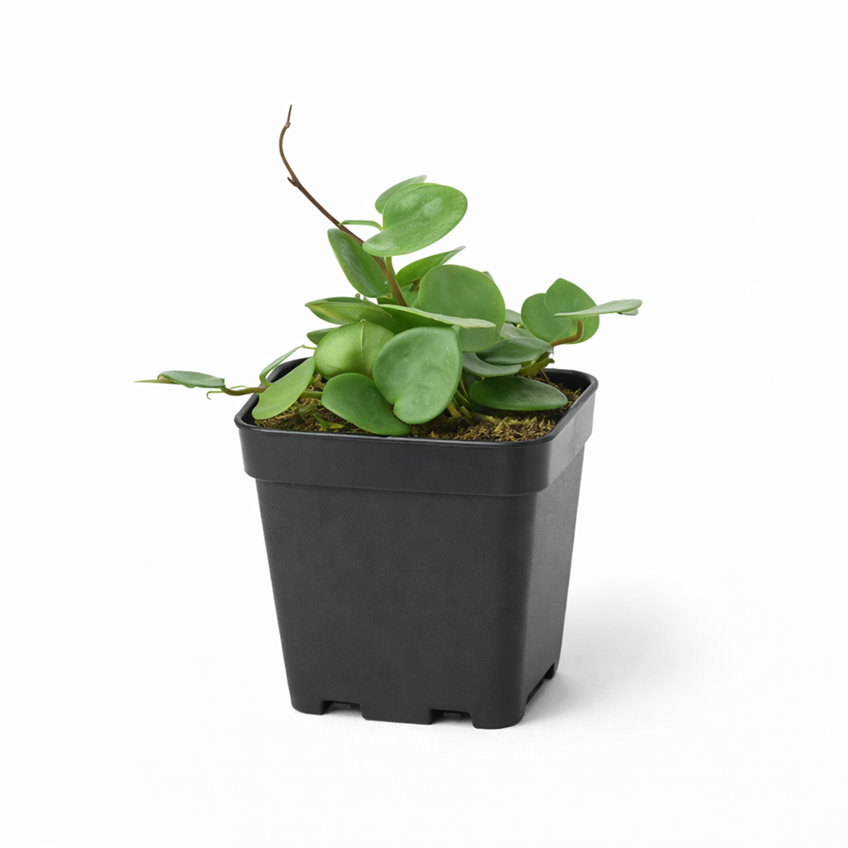 4 inch Hoya Carnosa 'Chelsea' in black plastic pot, buy Hoya Carnosa 'Chelsea' online, hoya live plants for sale
