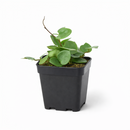 6 inch Hoya Carnosa 'Chelsea' in black plastic pot, buy Hoya Carnosa 'Chelsea' online, hoya live plants for sale