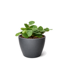 6 inch Hoya Carnosa 'Chelsea' in black plastic pot, buy Hoya Carnosa 'Chelsea' online, hoya live plants for sale