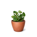 6 inch Hoya Carnosa 'Chelsea' in black plastic pot, buy Hoya Carnosa 'Chelsea' online, hoya live plants for sale