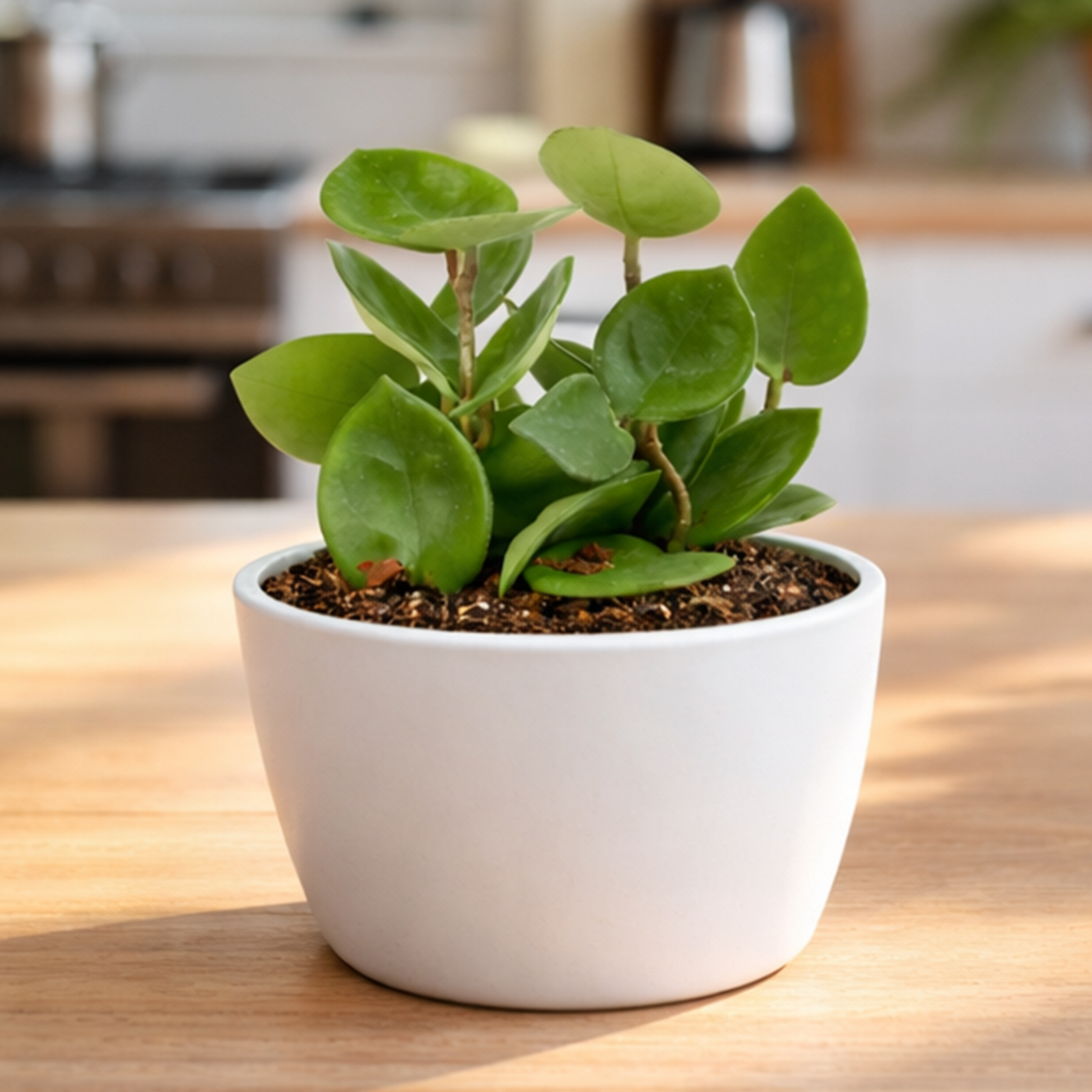4 inch Hoya Carnosa 'Chelsea' in black plastic pot, buy Hoya Carnosa 'Chelsea' online, hoya live plants for sale