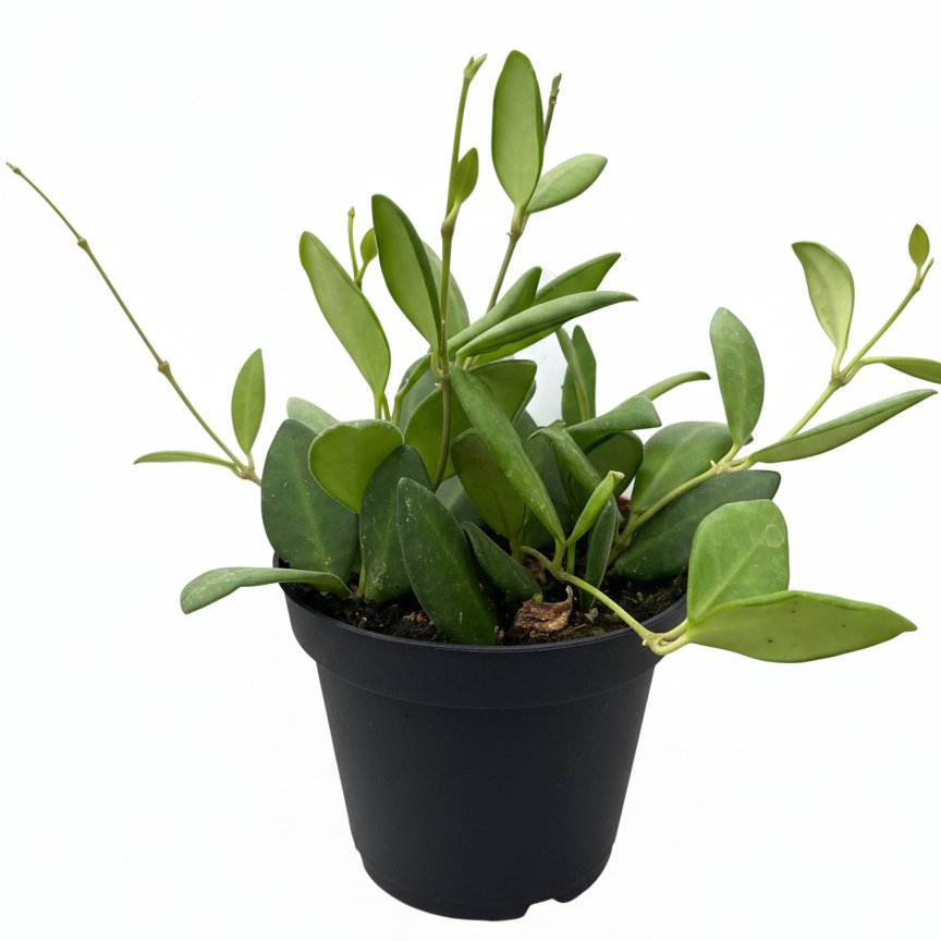 Fuzzy flowering houseplant Hoya, 6 inch Hoya 'Chouke' Live Plant Rare Fuzzy Pink Flowering Wax Plant