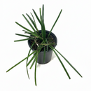 Hoya Insularis with long, needle-like dark green leaves, Unique plant to grow at home, Needle foliage Hoya variety