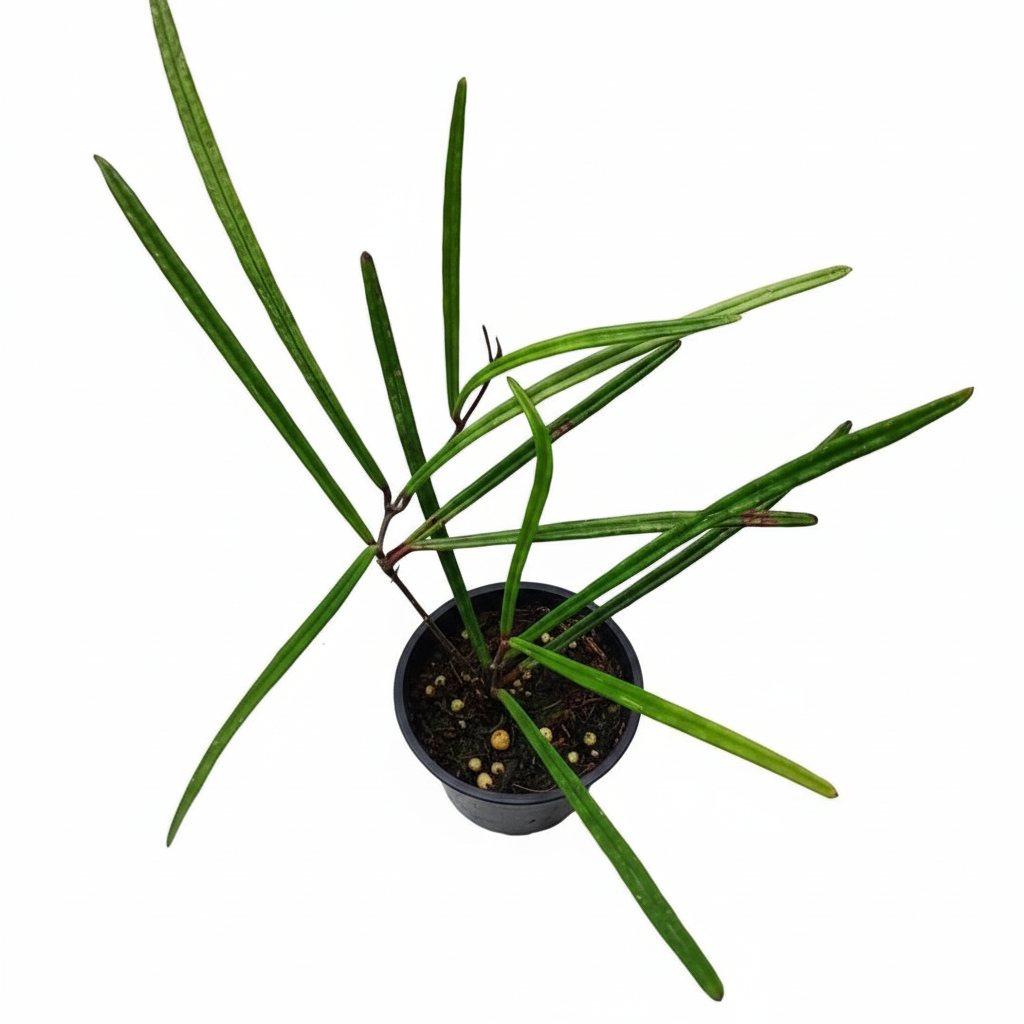 Hoya Insularis with long, needle-like dark green leaves, Unique plant to grow at home, Needle foliage Hoya variety