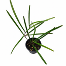 Hoya Insularis with long, needle-like dark green leaves, Unique plant to grow at home, Needle foliage Hoya variety