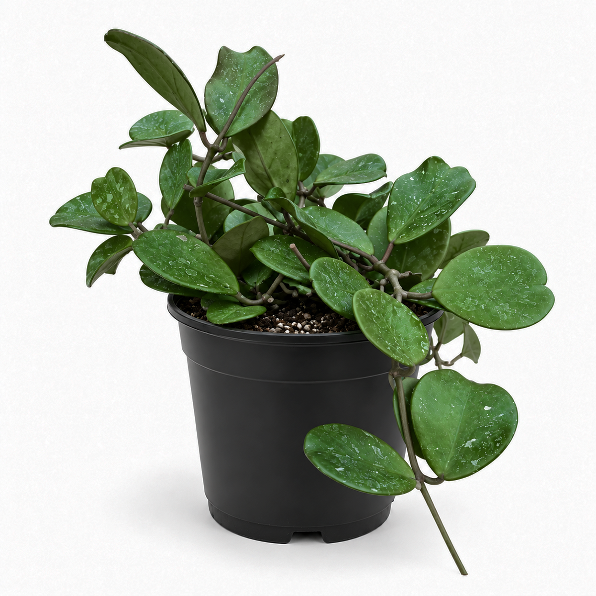 A green trailing houseplant with heart-shaped leaves in a black plastic nursery pot, photographed against a clean white background.