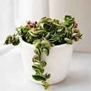 buy hoya 'rope plant' variegated live houseplant 3" pot online, compact starter plant with distinctive rope-form coiled vines, variegated green and white waxy leaf texture, trailing semi-succulent growth ideal for hanging baskets, slow-growing low-maintenance hoya variety, charming boho shelf or windowsill accent, unique and rare living gift for plant lovers