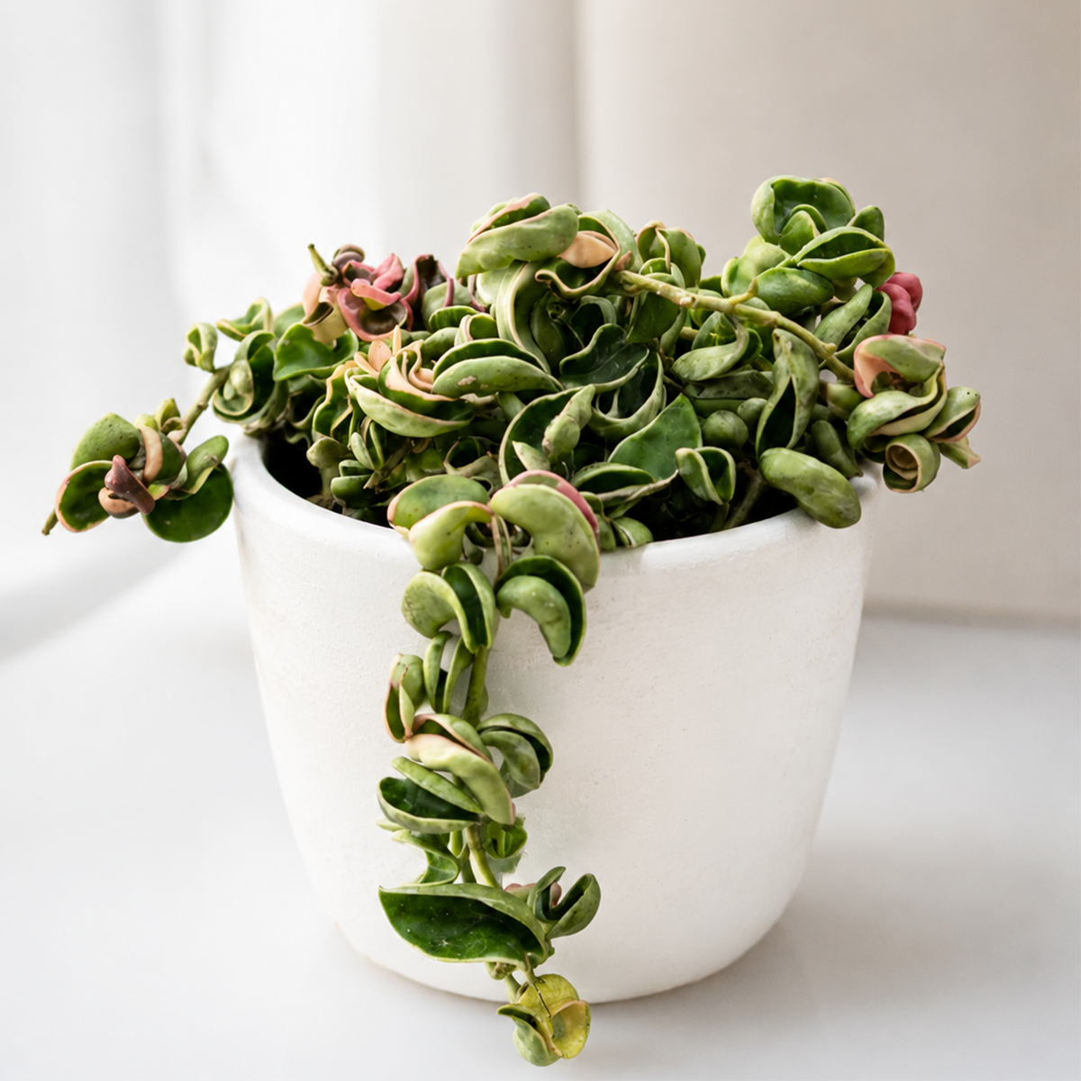 Buy Hoya 'Rope Plant' Variegated 8 inch online. Hoya 'Rope Plant' Variegated is a distinctive trailing houseplant with thick, twisted leaves edged in creamy white and green variegation. It thrives in bright, indirect light and prefers well-draining soil with infrequent watering once the soil has dried. This unique, low-maintenance plant is perfect for hanging baskets, shelves, and collectors of unusual indoor plants.