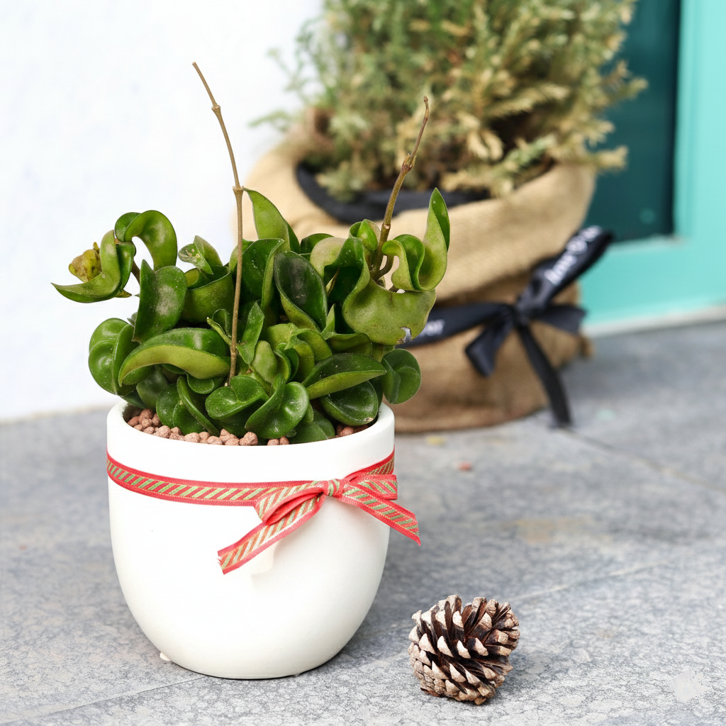 4 inch Hoya Rope Plant in white ceramic pot, Hoya Rope Plant for sale, xmas decor ideas 2025