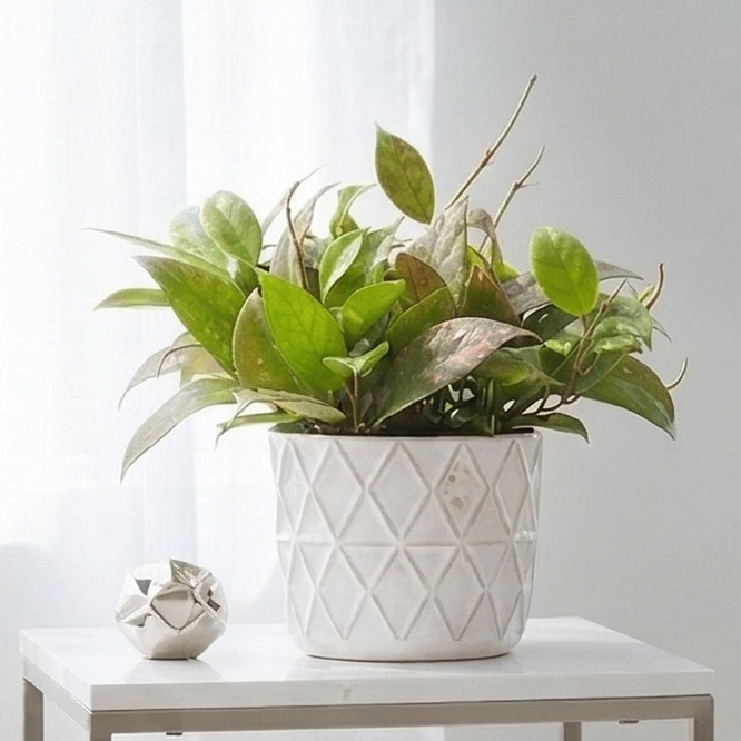 Buy Hoya ‘Sunrise’ live house plant online, Hoya Sunrise live plant with red veined leaves in hanging pot indoor, Hoya Sunrise live plant potted in small decorative planter modern interior, Hoya Sunrise hanging plant aesthetic wax plant for shelf styling