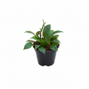 Buy Hoya ‘Sunrise’ live plant online, easy care Hoya Sunrise indoor plant, tropical Hoya Sunrise with teardrop green and red leaves