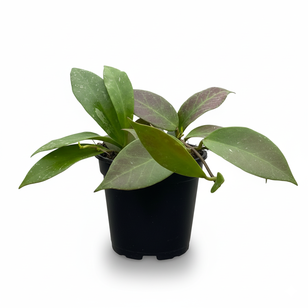 Hoya ‘Sunrise’ live house plant for sale, indoor Hoya Sunrise wax plant with vibrant red and green foliage contrast, Hoya Sunrise hybrid wax plant with red blush leaves under bright light